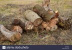 a-small-pile-of-firewood-stacked-KPH6W2.jpg