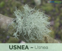 Health-benefits-of-Usnea.png
