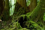 bigstock-mossy-forest-details-50189072.jpg