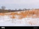 red-grasses-amongst-the-snow-in-moraine-hills-state-park-in-illinois-2HTAH01.jpg