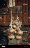 bunch-of-onions-on-a-farm-in-northern-italy-2X6PD2D.jpg