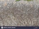 blackberry-bush-in-the-winter-HNE336.jpg