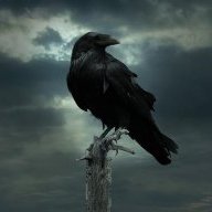 Winter_Crow